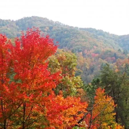 Treetops